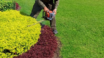 Quand élaguer les arbres fruitiers ?