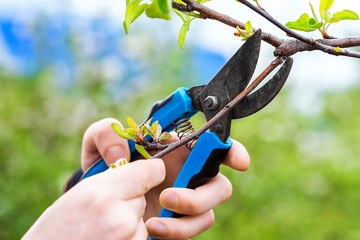 Comment tailler les arbres et les arbustes ?